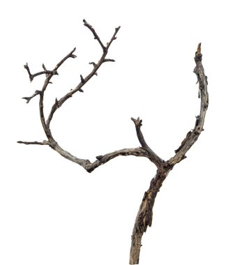 Kuru dalı yakın çekim              