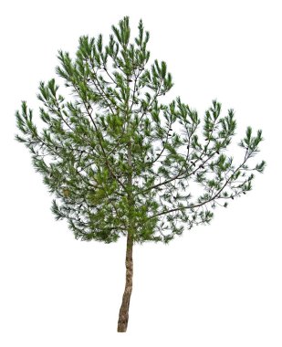 beyaz arkaplanda çam ağacı