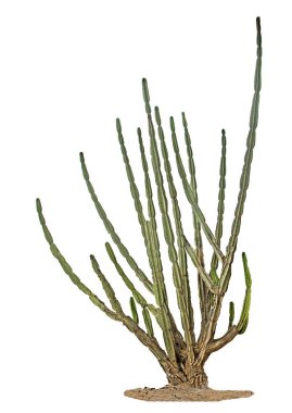 Kaktüs beyaz arkaplanda izole