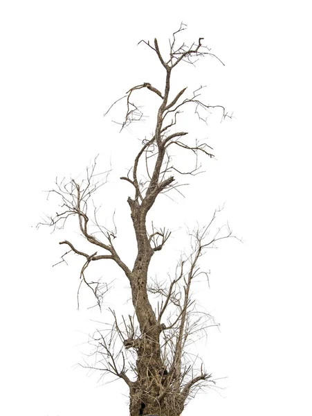 Närbild på torr gren — Stockfoto