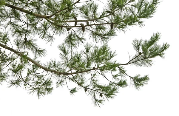 Pine branch with cones isolated on white background — Stock Photo, Image