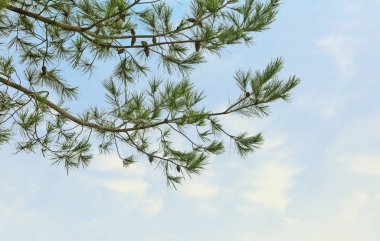 gökyüzü arka plan üzerinde koni ile çam dalı