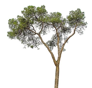 beyaz arkaplanda çam ağacı