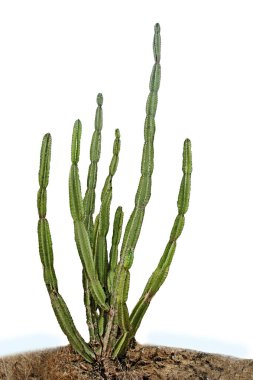 Kaktüs beyaz arkaplanda izole