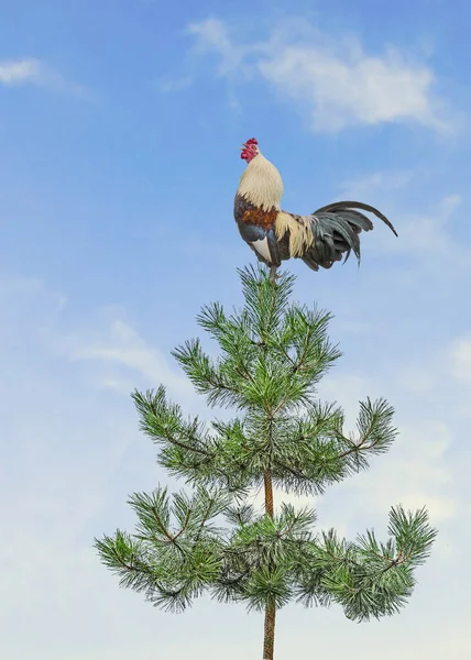 Close up of Rooster on pine tree — Stock Photo, Image