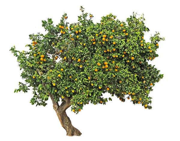 Orange tree on white background — Stock Photo, Image