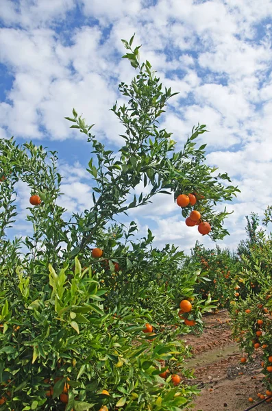 Olgun mandalina ağacı üzerinde — Stok fotoğraf