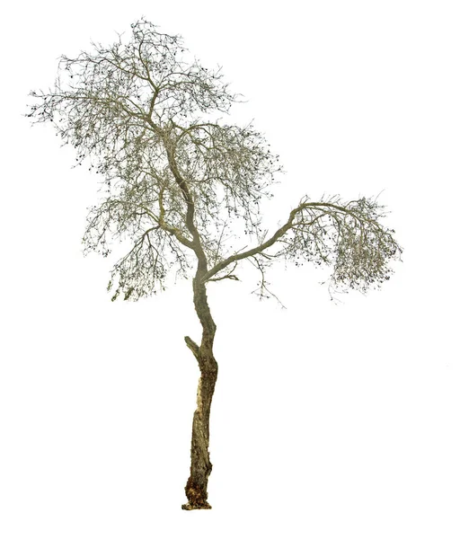 Close up of Dry tree — Stock Photo, Image