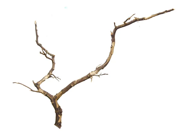 Tutup dari branch kering — Stok Foto