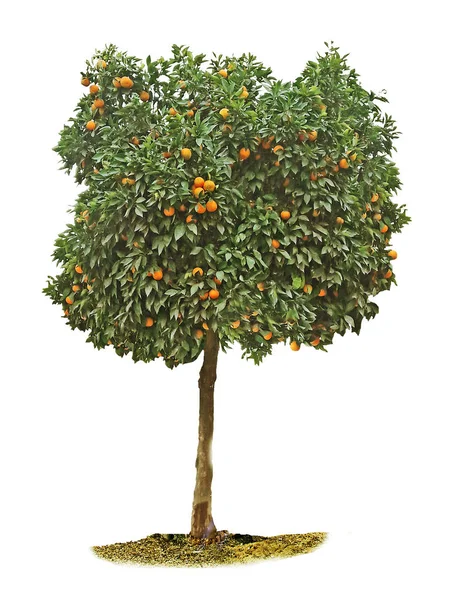 Árbol de mandarina sobre fondo blanco — Foto de Stock
