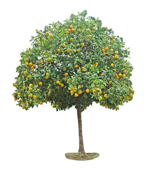 Orange tree on white background — Stock Photo, Image