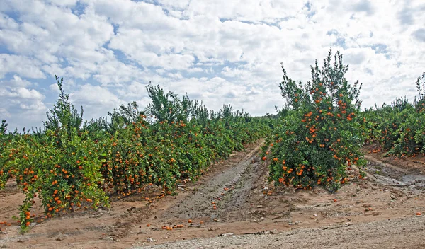 Zralé mandarinky na stromě — Stock fotografie