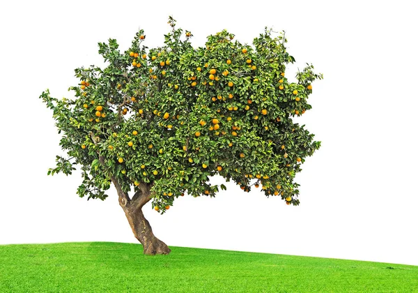 Апельсиновое дерево на белом фоне — стоковое фото
