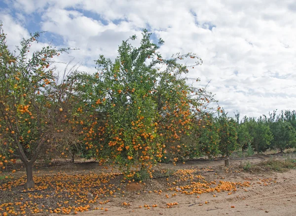 Mandarini maturi su albero — Foto Stock
