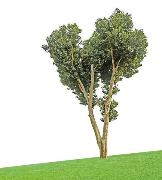 Baum auf weißem Hintergrund — Stockfoto