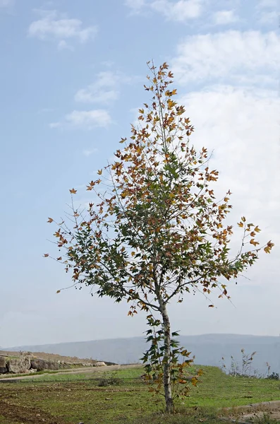 Strom na Hula, Izrael — Stock fotografie