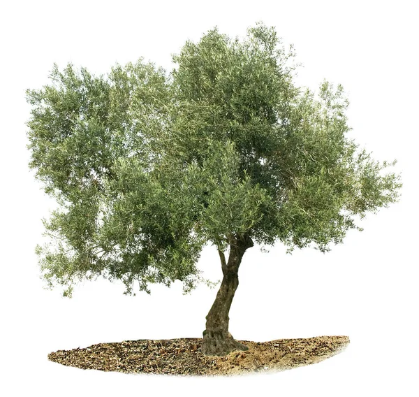 Оливкове дерево на білому — стокове фото