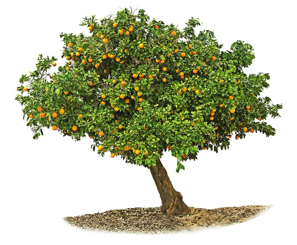Pomarańczowe drzewa na tle — Zdjęcie stockowe
