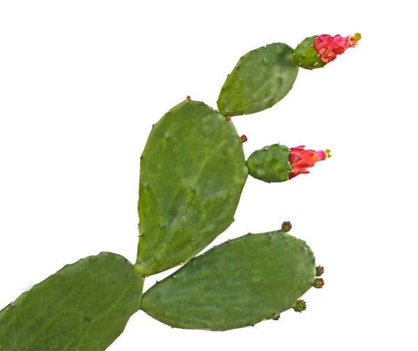Cactus aux fleurs rouges isolé sur fond blanc — Photo