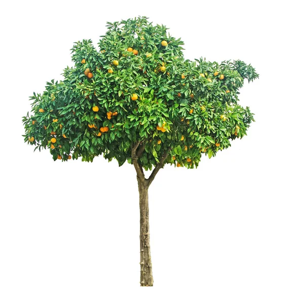 Orange tree on white background — Stock Photo, Image