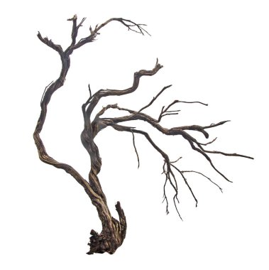 Kuru dalı yakın çekim    