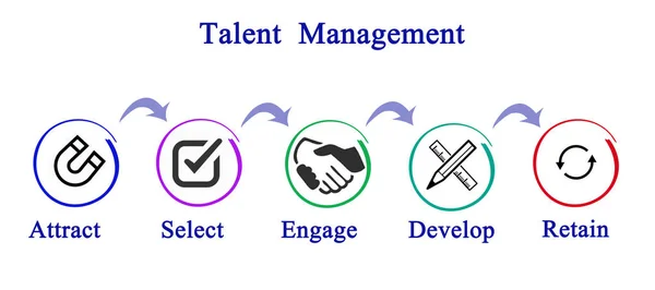 Diagram van talentmanagement — Stockfoto