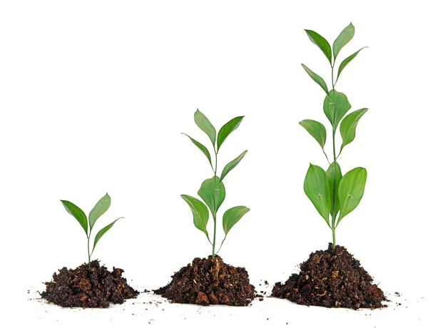 Three plants in soil — Stock Photo, Image