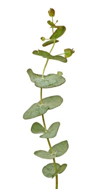 fabrikayı kapatın.