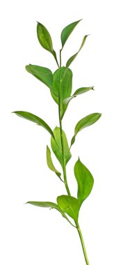 fabrikayı kapatın.