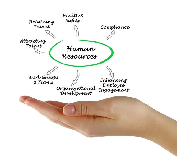 Diagrama de Recursos Humanos — Foto de Stock