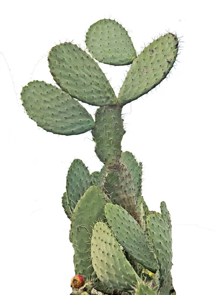 Kaktus izolované na bílém pozadí — Stock fotografie