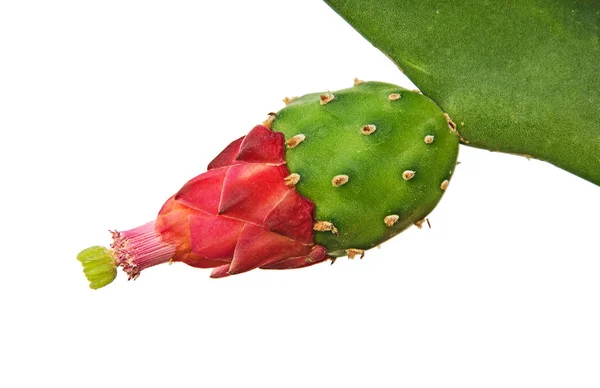 Cactus met rode bloemen geïsoleerd op witte achtergrond — Stockfoto