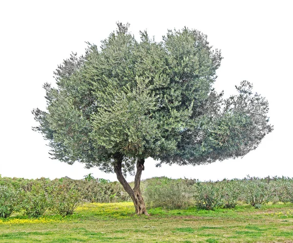 白地オリーブの木 — ストック写真