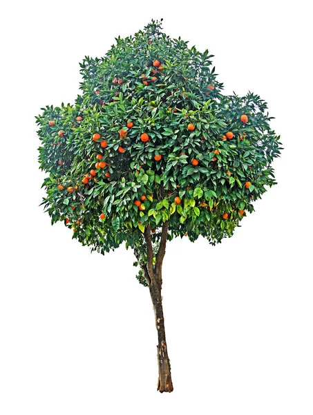 Citrusový strom na bílém pozadí — Stock fotografie
