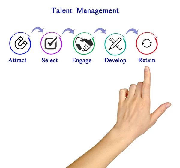 Diagramm des Talent Managements — Stockfoto