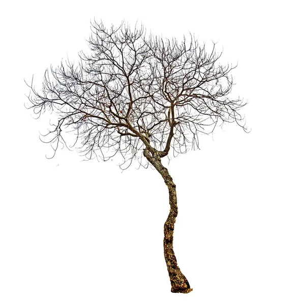 Primer plano del árbol seco — Foto de Stock