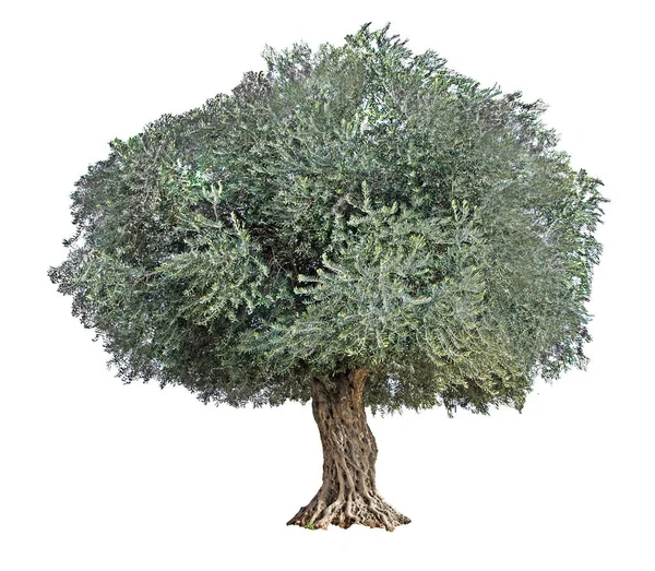 Olivenbaum auf weißem Grund — Stockfoto