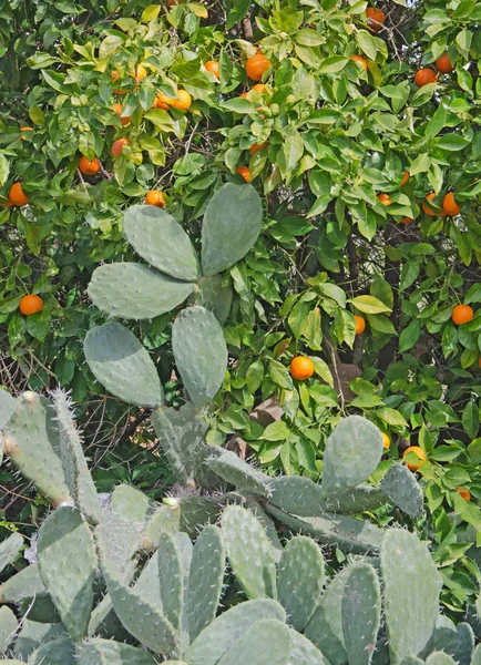 Laranjas maduras em conhaques — Fotografia de Stock