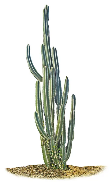 Cactus isolato su sfondo bianco — Foto Stock