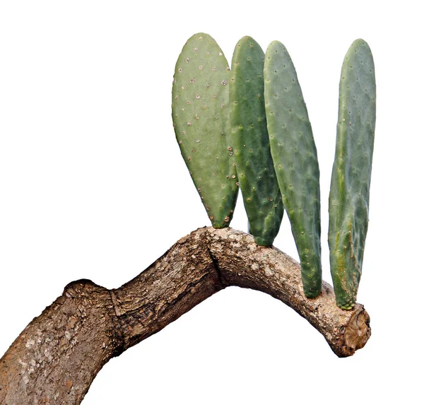 Cactus aislado sobre fondo blanco — Foto de Stock