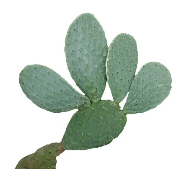 Kaktüs beyaz arkaplanda izole