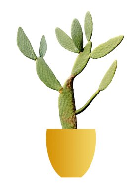 Kaktüs beyaz arkaplanda izole