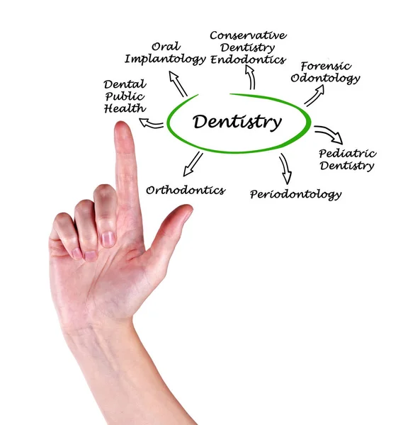 Presenting Diagram of Dentistry — Stock Photo, Image