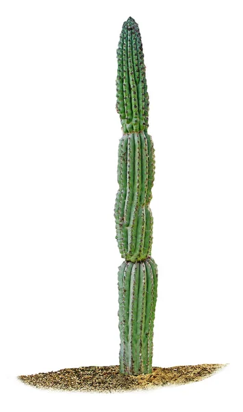 Cactus geïsoleerd op witte achtergrond — Stockfoto