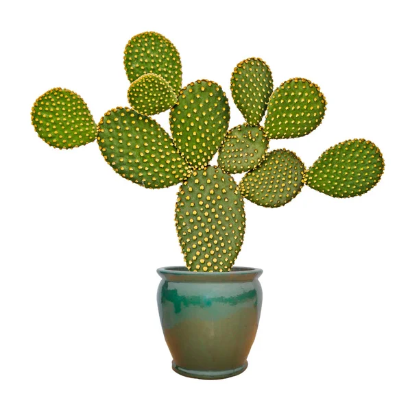 Opuntia cactus isolado sobre fundo branco — Fotografia de Stock