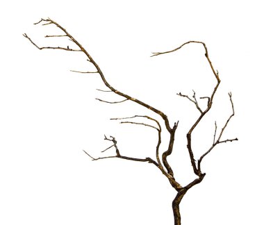 Kuru dalı yakın çekim    