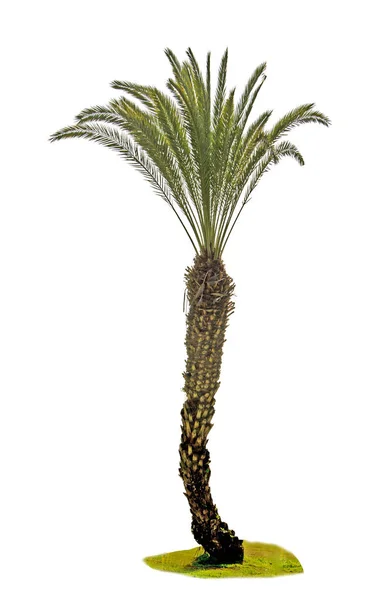 Nahaufnahme einer Palme — Stockfoto