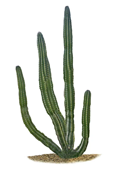 Gros plan de Cactus isolé sur fond blanc — Photo