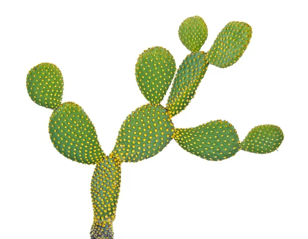 Opuntia cactus isolé sur fond blanc — Photo