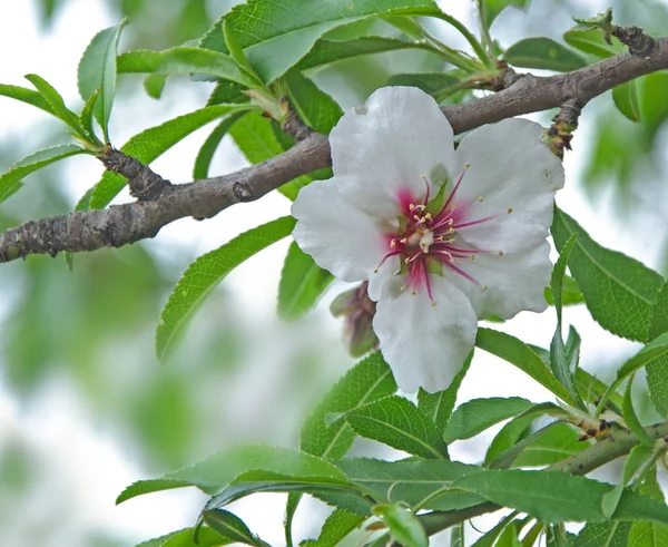 Close up of Branch with flowers — Stock Photo, Image